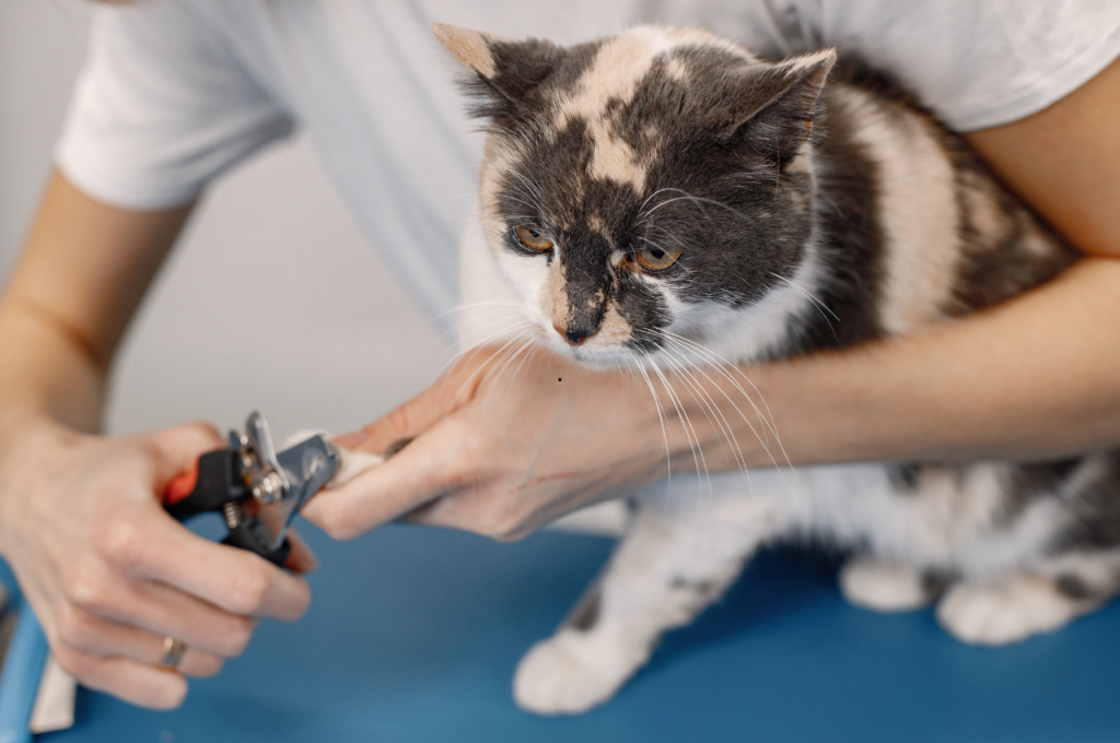 how to clip cat nails