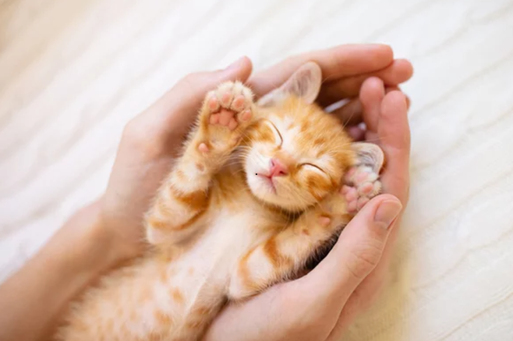how to take care of a kitten