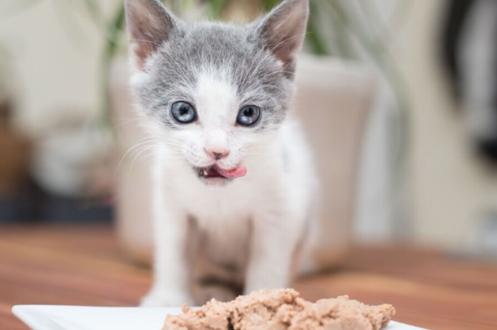how much wet food to feed a kitten