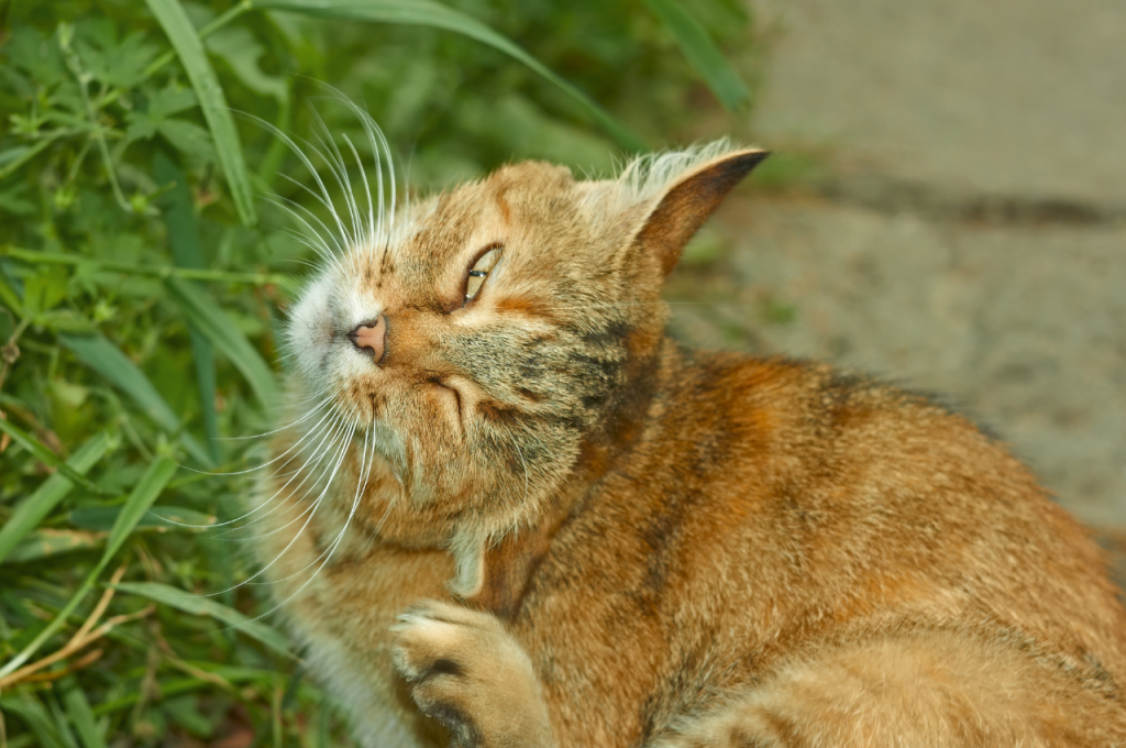 how to tell if cat has fleas