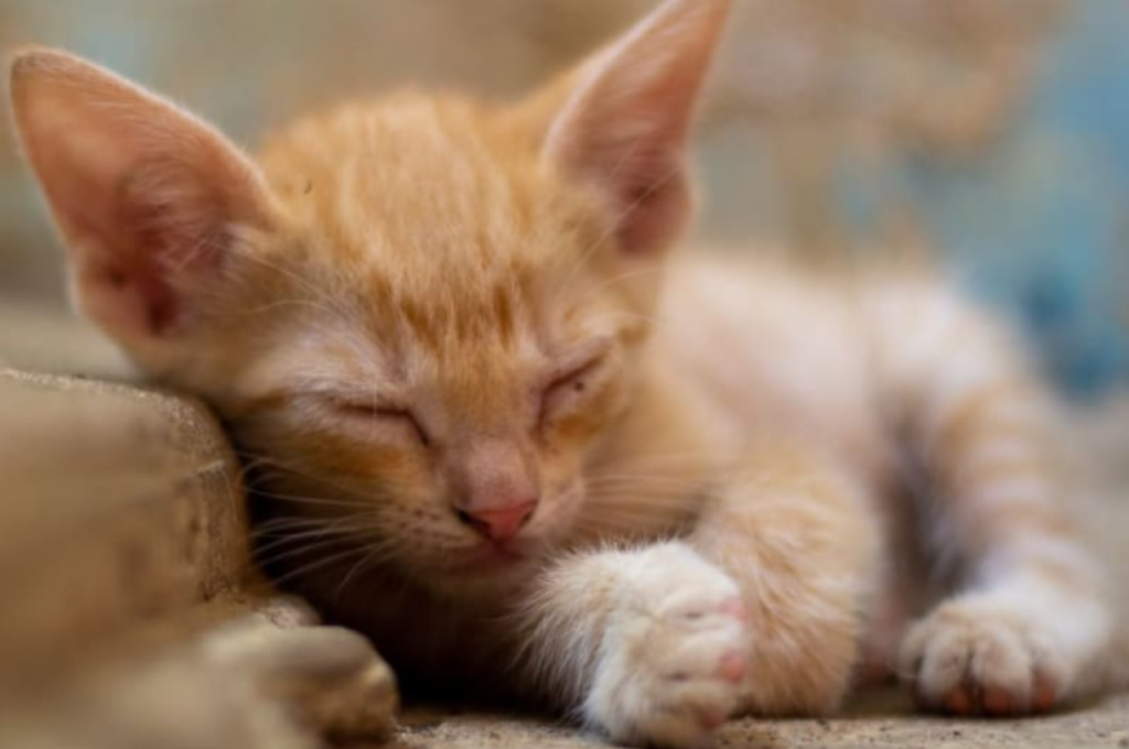 What is Fading Kitten Syndrome: Critical Insights