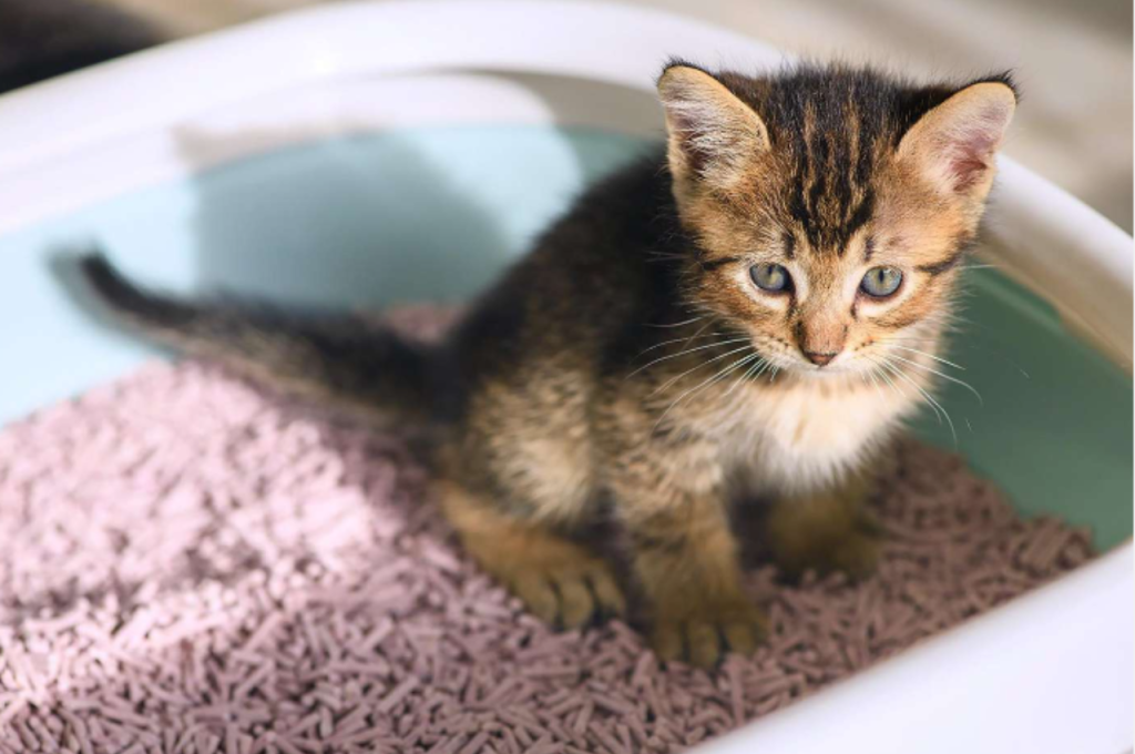 what to feed a kitten with diarrhea