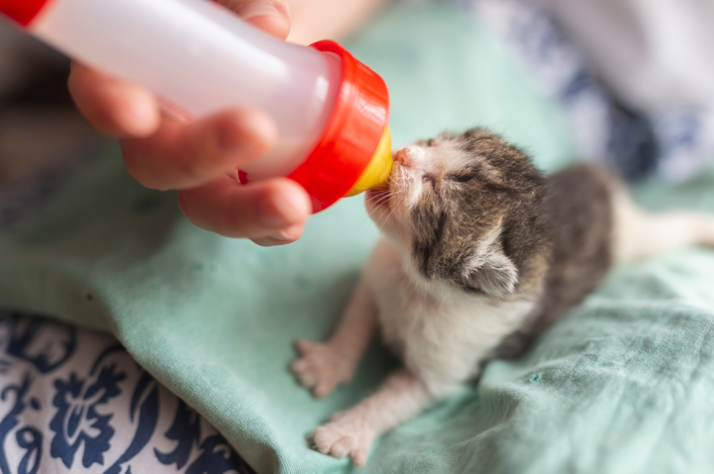 what to feed a newborn kitten