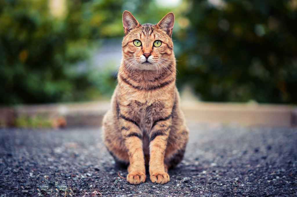 best pet insurance for cats