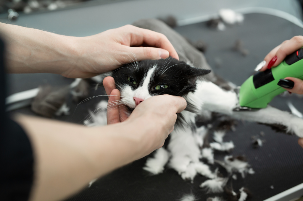 how to shave a cat