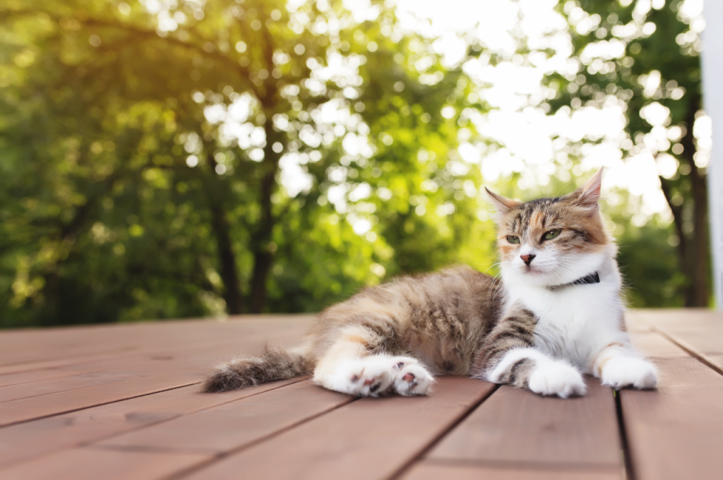 what does a pregnant cat look like