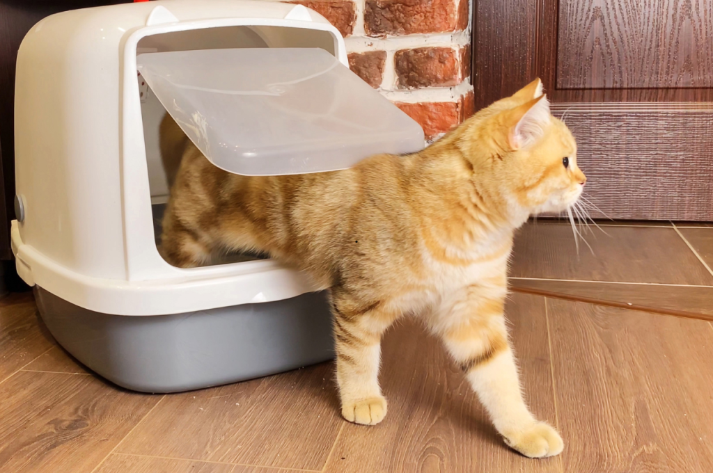 how to say come here in cat