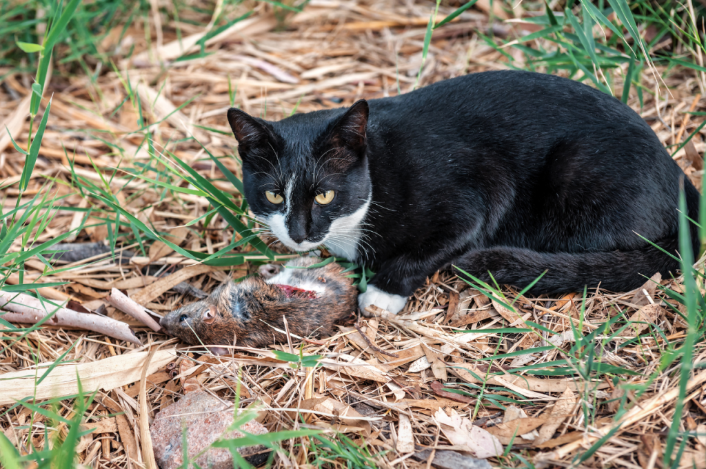 Is it normal for a cat to eat a mouse?