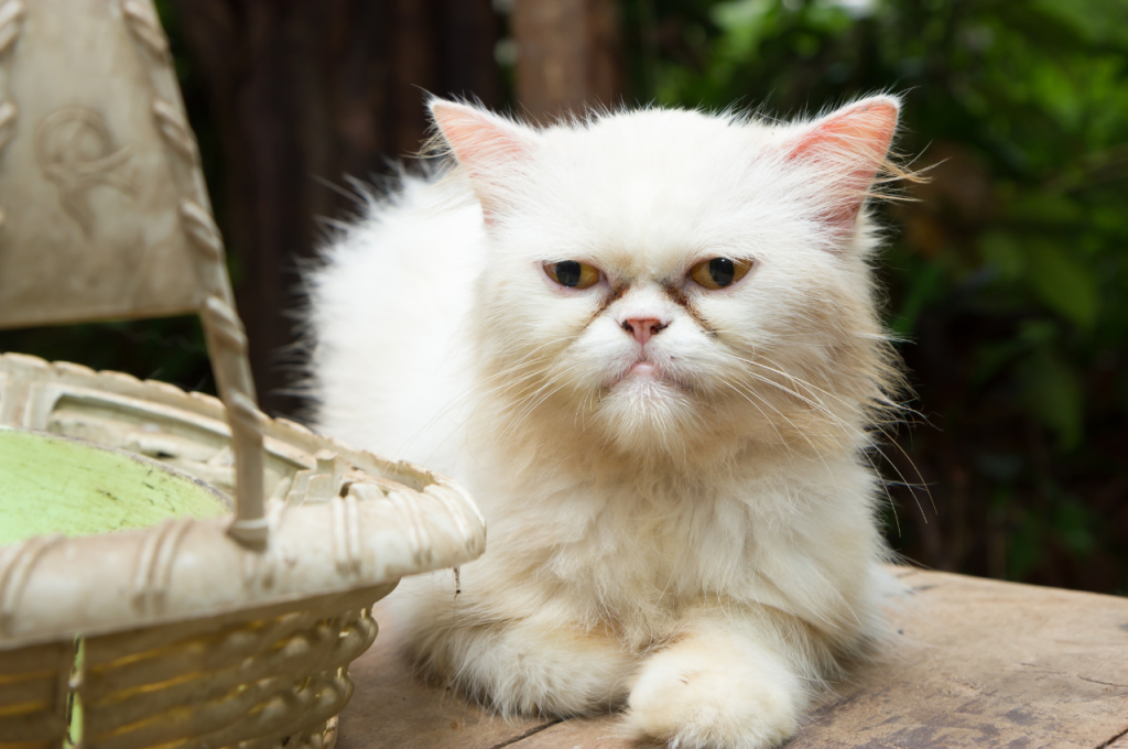 how do i know if my cat has worms
