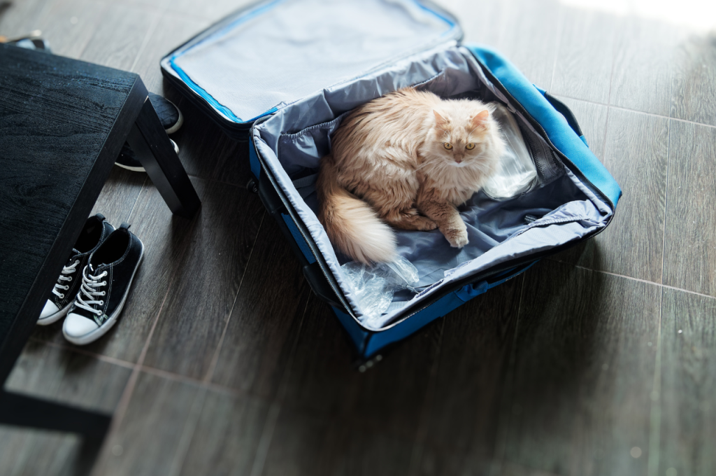 how to transport a cat long distance