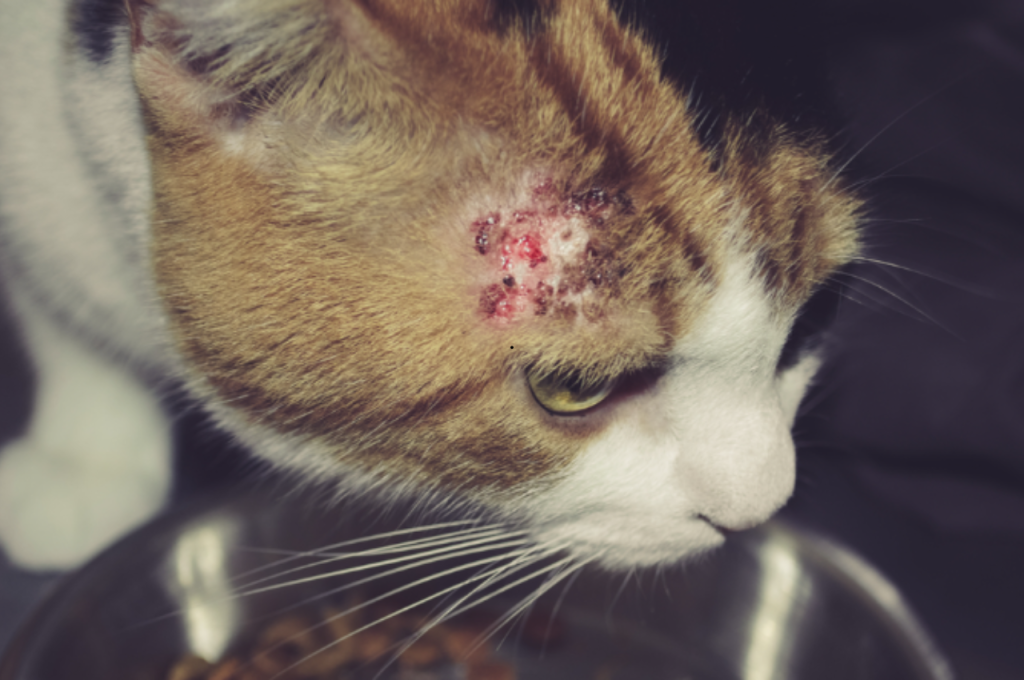 how to get rid of cat allergies naturally