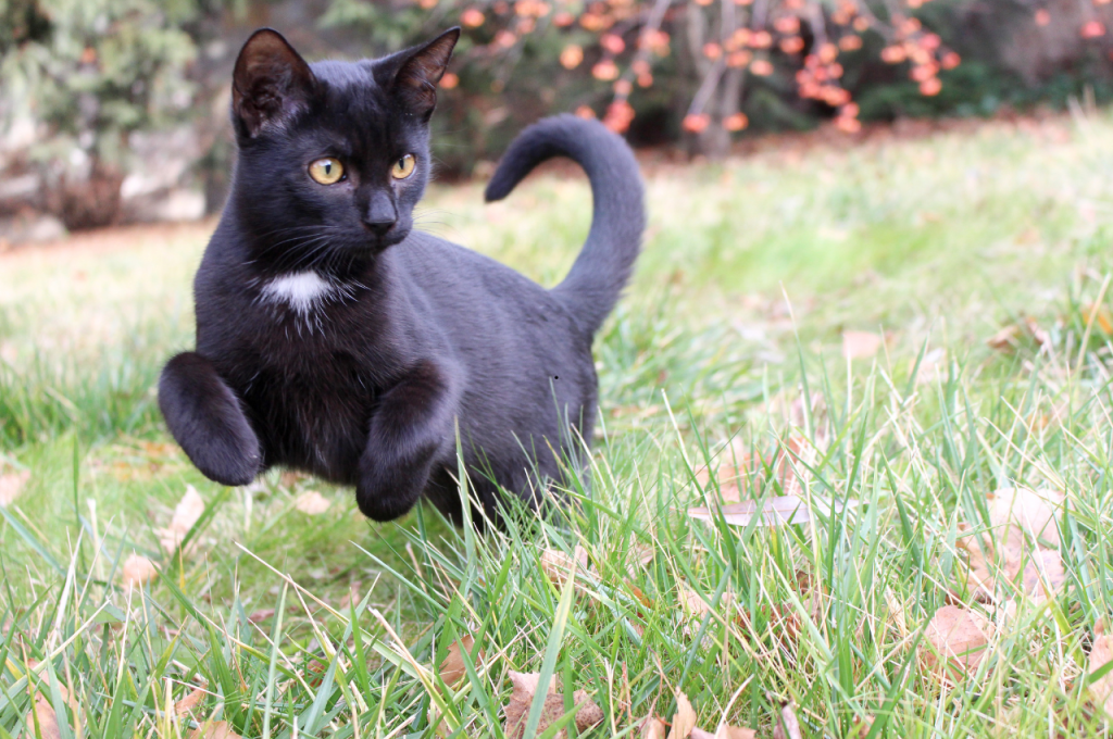 what does it mean when a black cat crosses your path