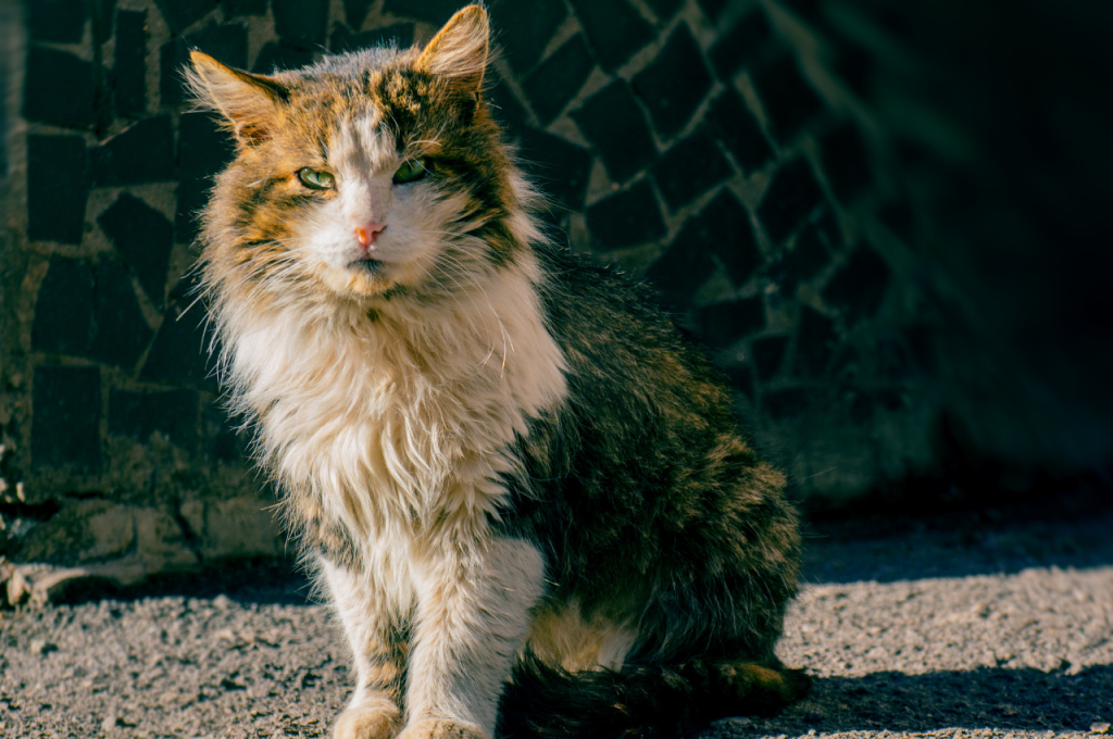 how to know if a cat has rabies