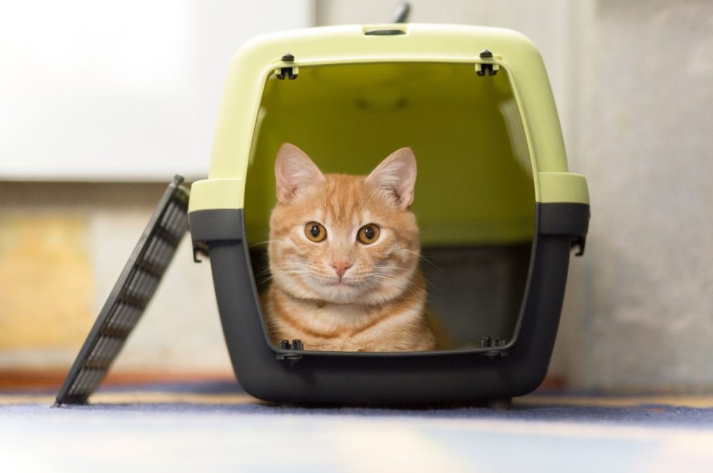 how to transport cats across the country