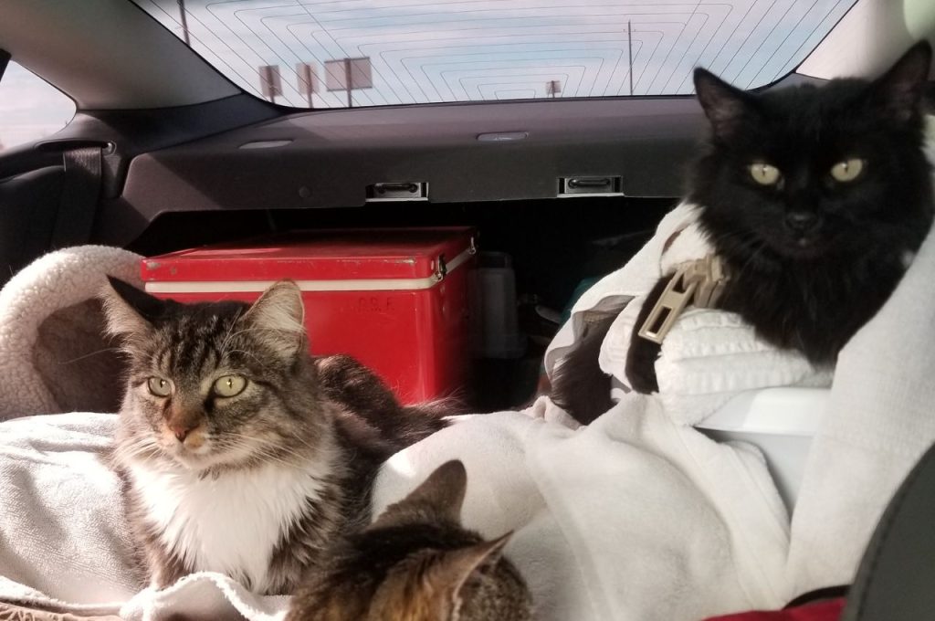 Can you ship a cat across country?