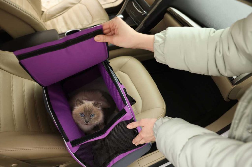 how to transport a cat in a car