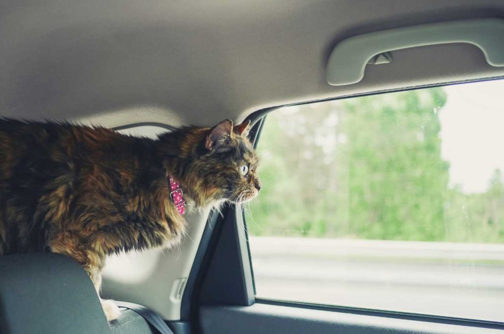 how to transport a cat without a carrier