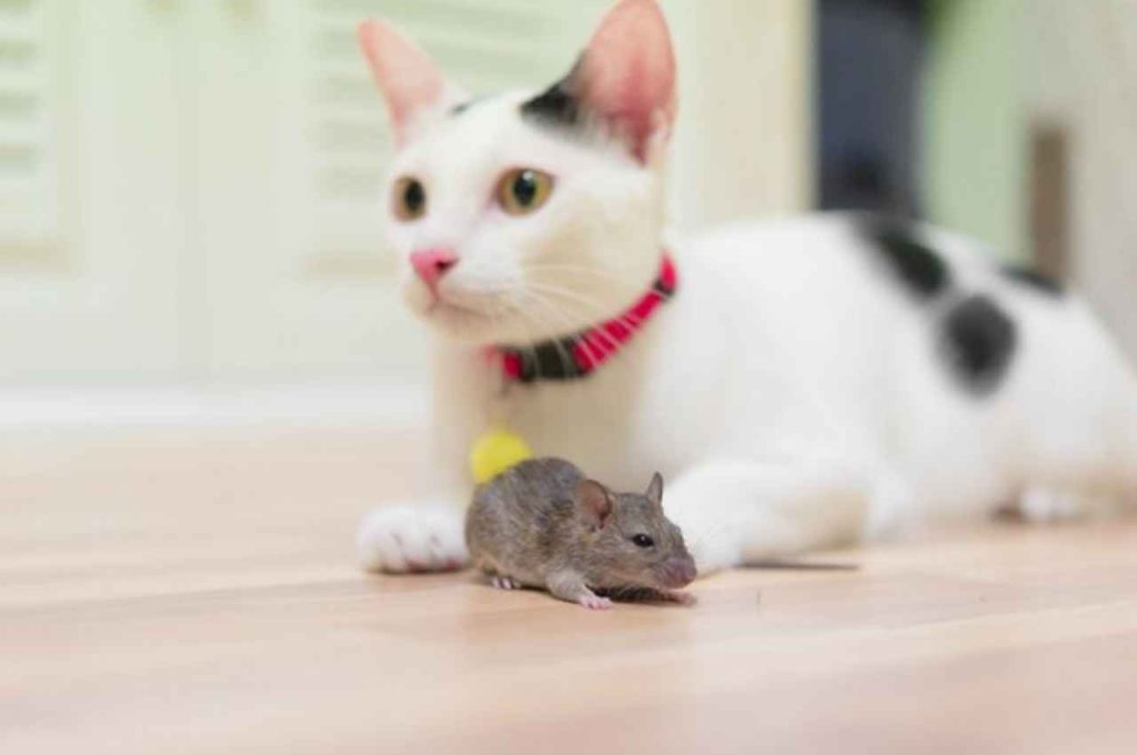 can a cat get sick from eating a mouse