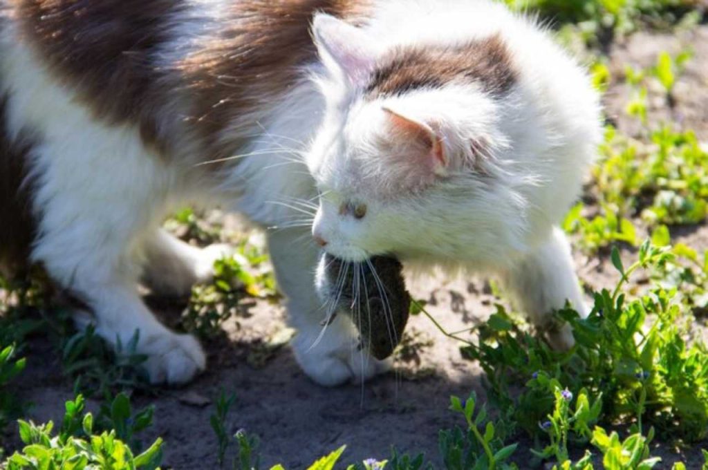 what happens if a cat eats a poisoned mouse