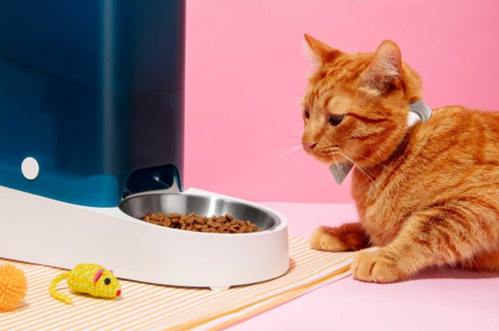 do cats eating habits change as they get older