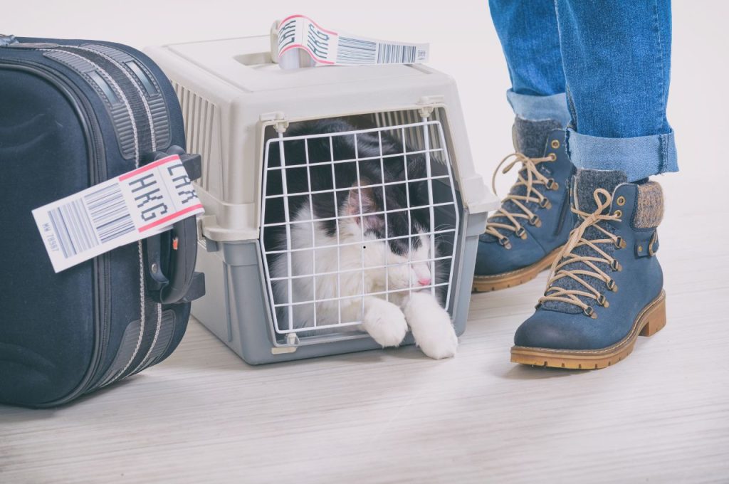 How do I transport my cat?