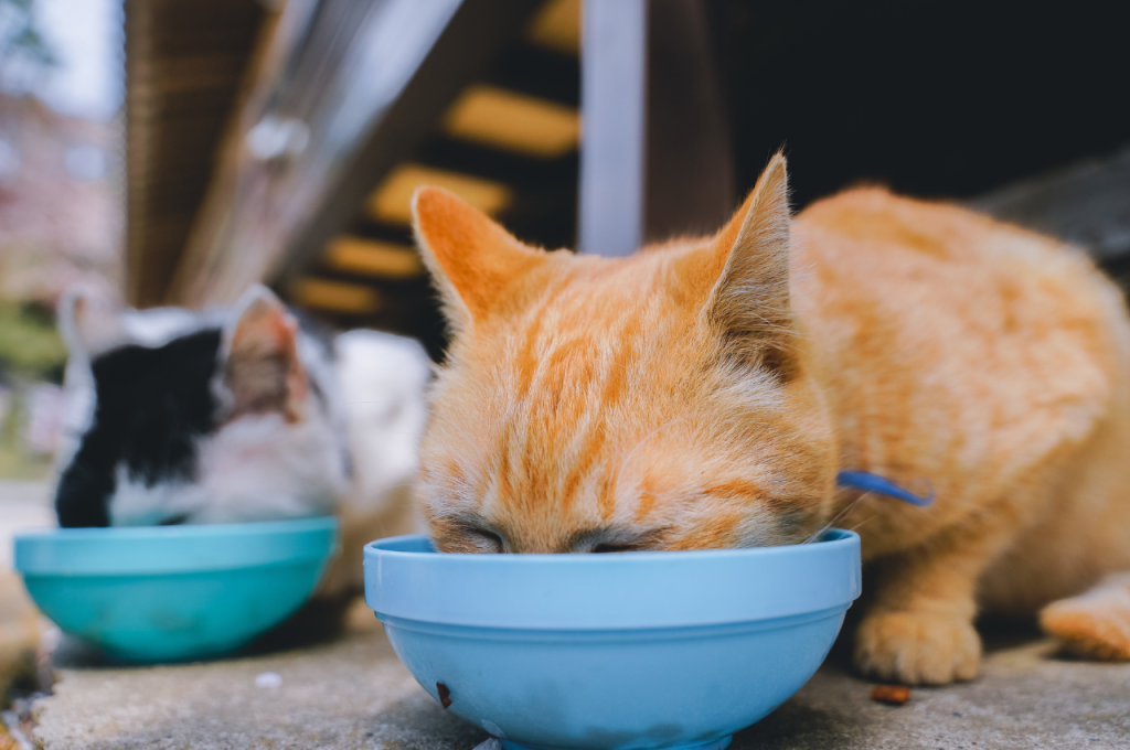 how to catch a stray cat