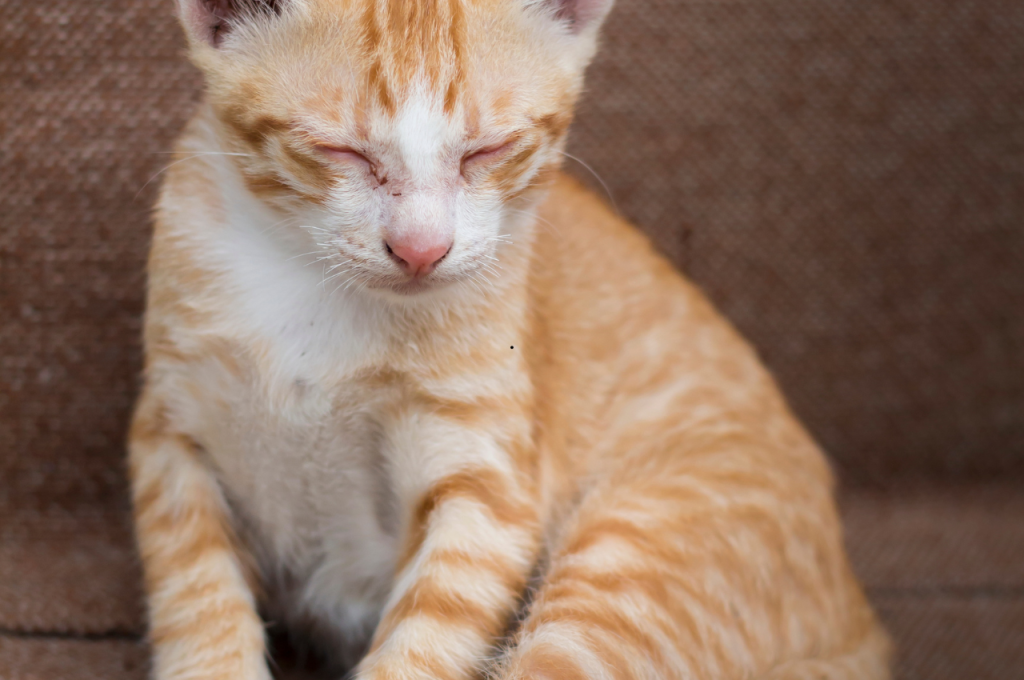 how do i know if my cat is sick
