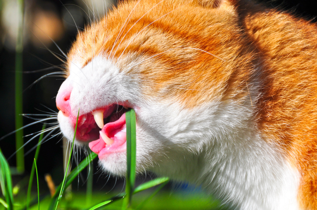 why isn't my cat eating