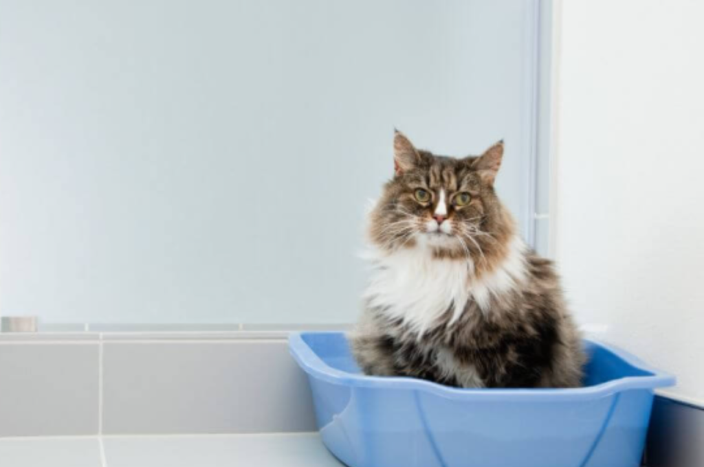 how to help a constipated cat naturally