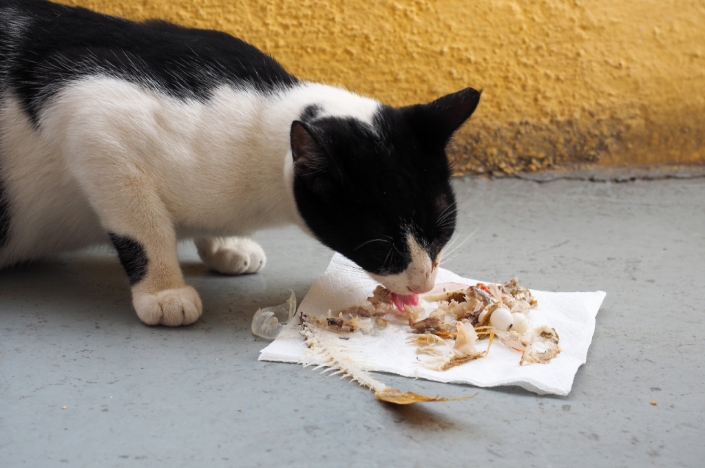how to make homemade cat food