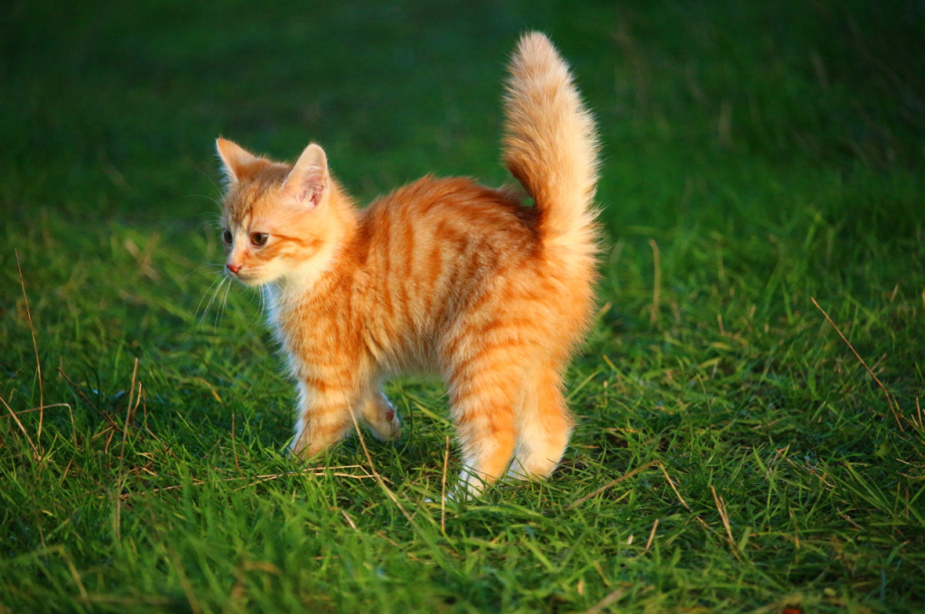 what are the different types of cats