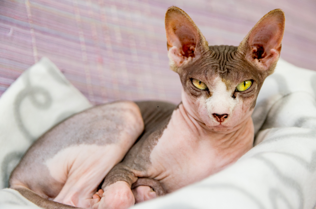 what are the different types of domestic cats in the usa