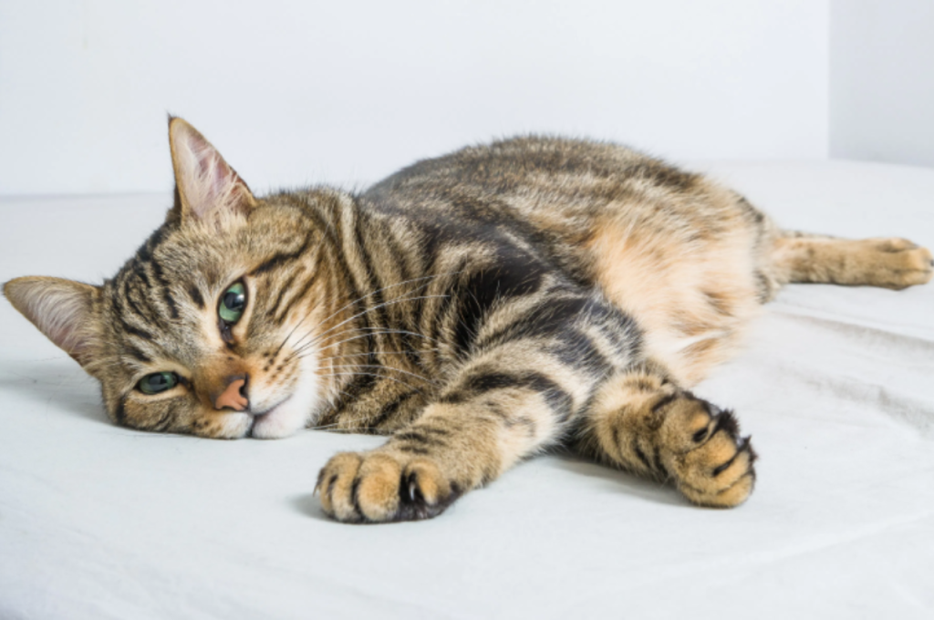 different types of worms in cats