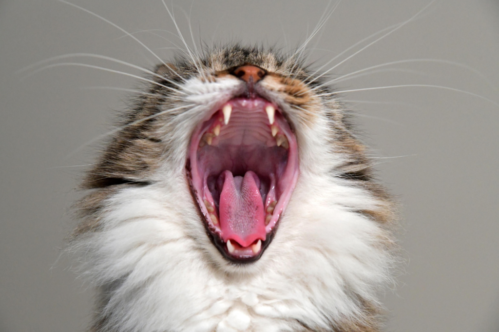 What are some fun facts about cat behavior?