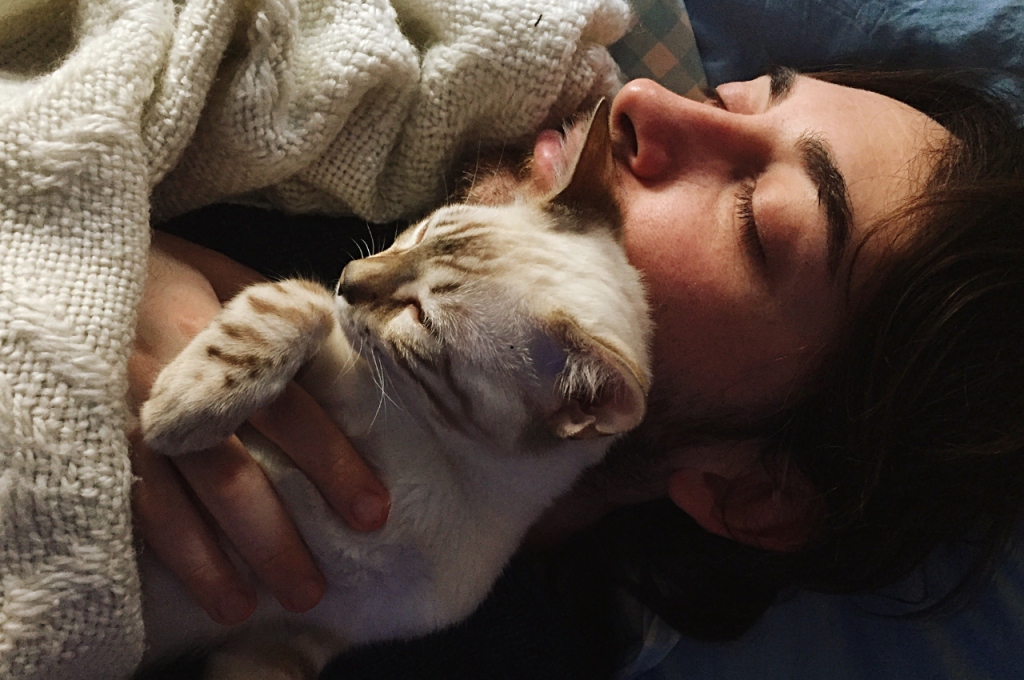 What is typical behaviour in cats?