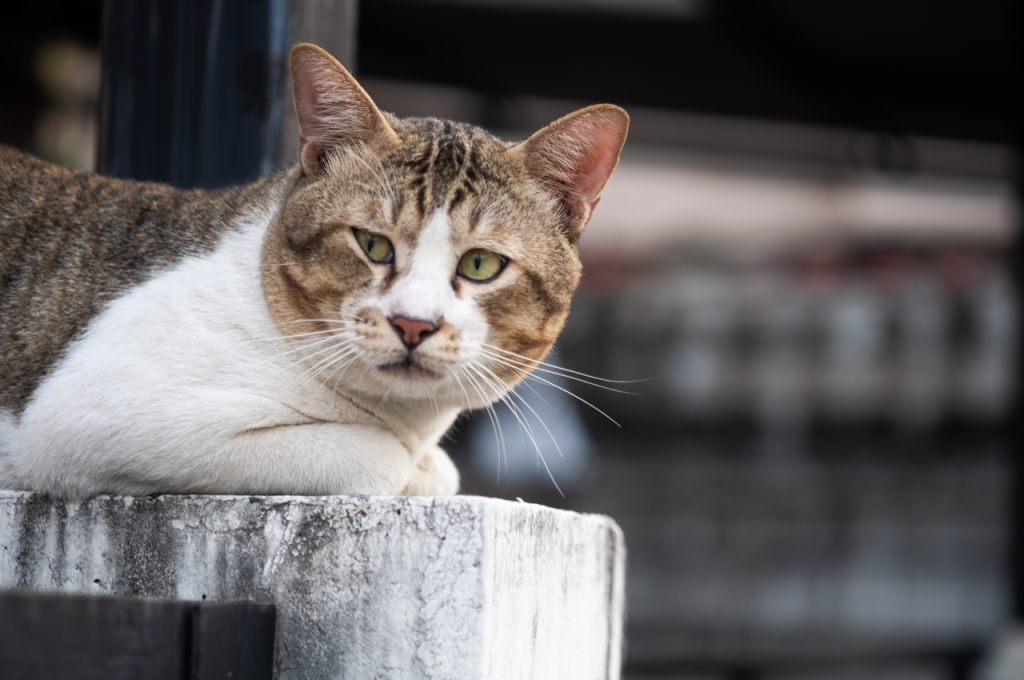 What is an odd fact about cats?