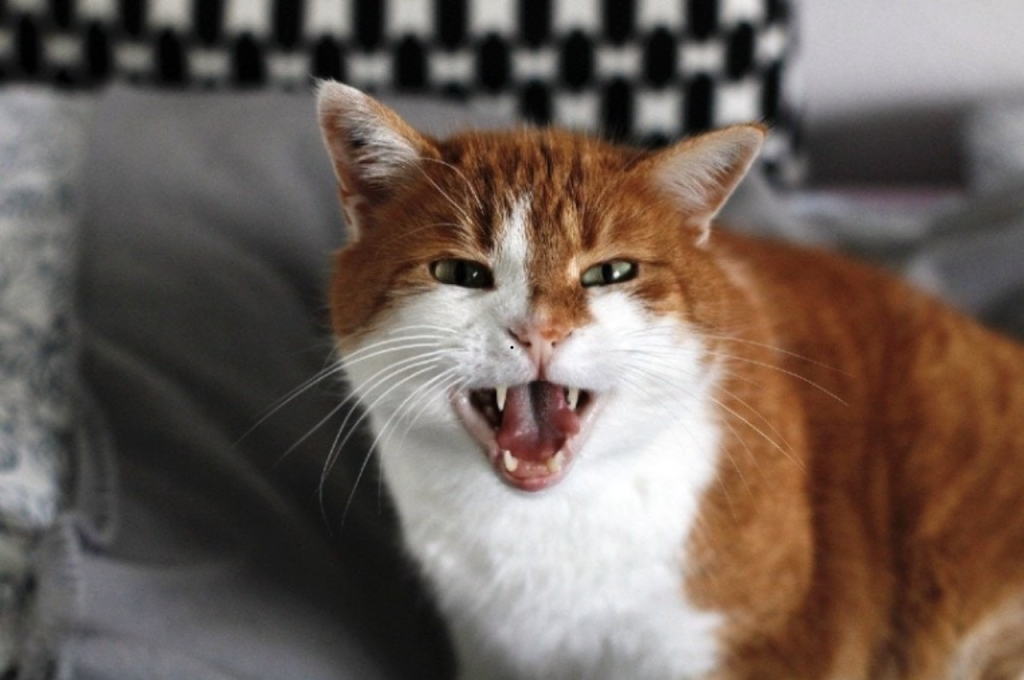 What are calming signals for cats?