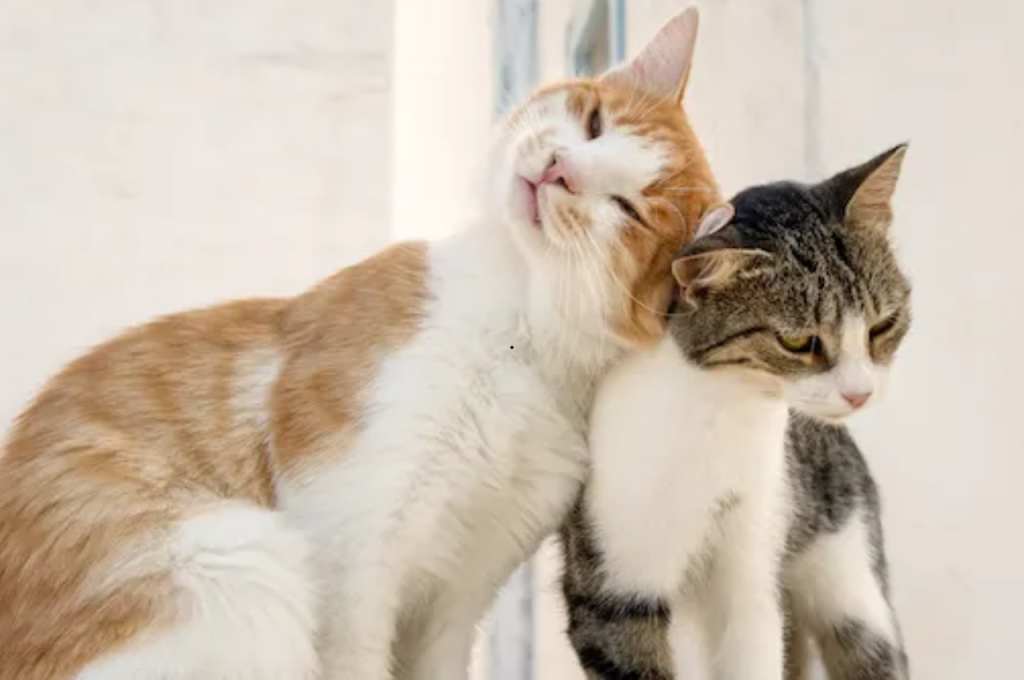 What is Friendly Body Language for Cats?