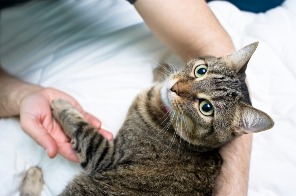 How do you tell if your cat is protective of you?