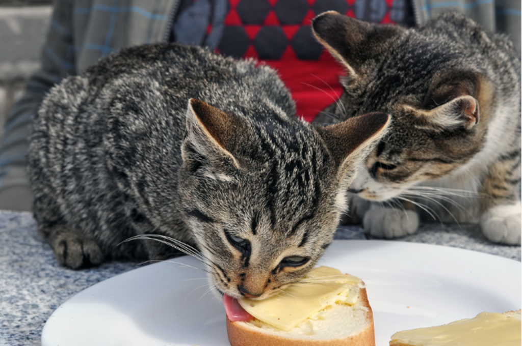 can cats eat cheese