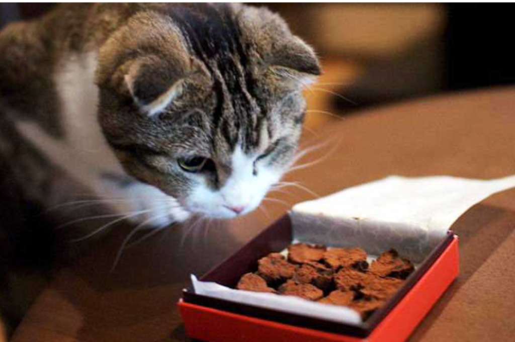 can cats eat chocolate