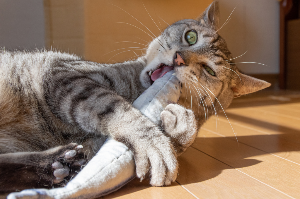 how to stop a cat from biting