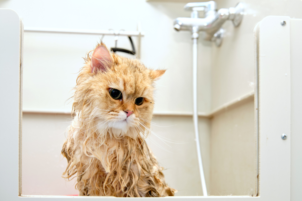 how to give a cat a bath