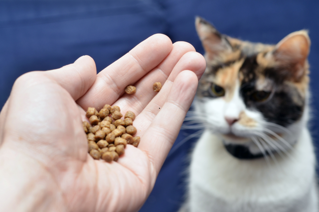 How do I comfort my cats panting?