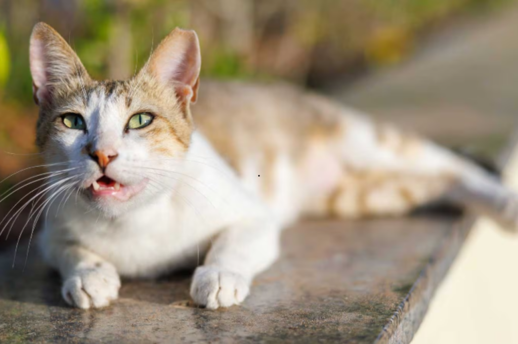 why is my cat panting