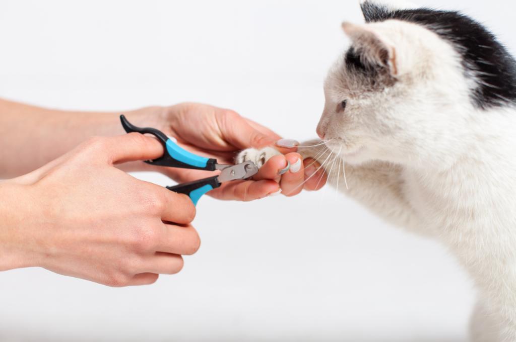 how to clip cat nails