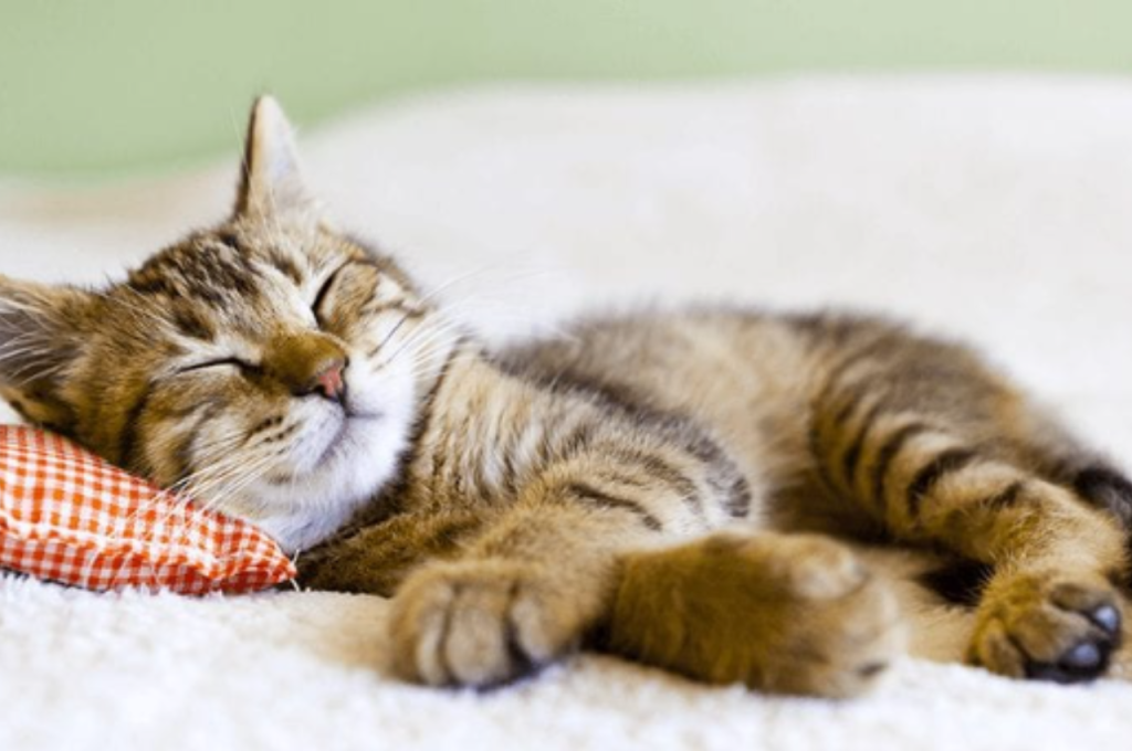 how to take care of a kitten