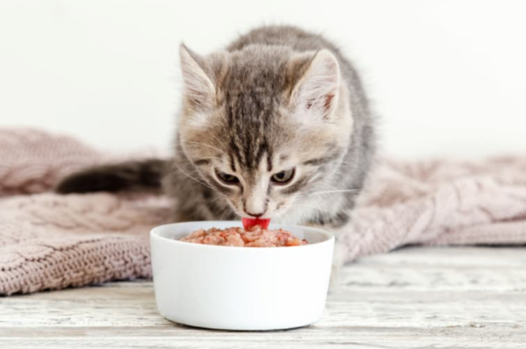 how much wet food to feed a kitten