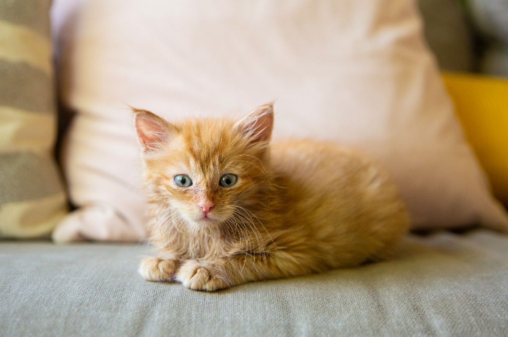 What is Fading Kitten Syndrome: Critical Insights