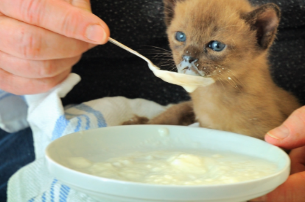 what to feed a kitten with diarrhea